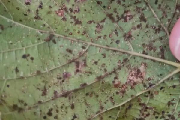 葡萄的16种病害