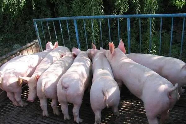 如何进行后备猪的选留?