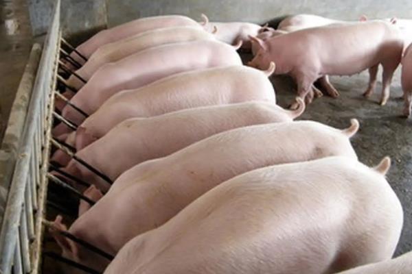 如何进行后备猪的选留?