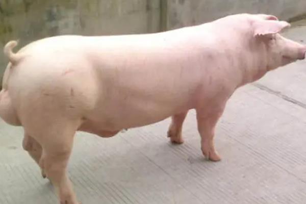 如何进行后备猪的选留?