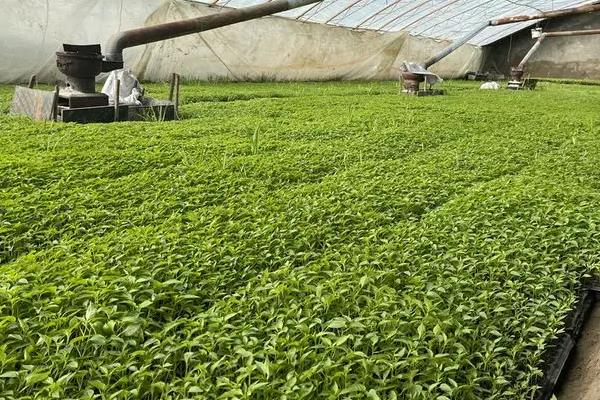 辣椒最佳育苗时间