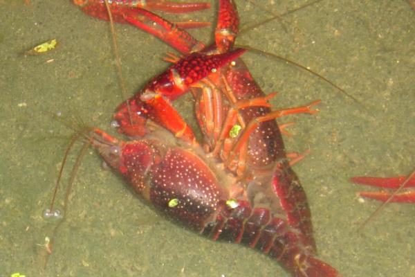 一只小龙虾会自己繁殖吗