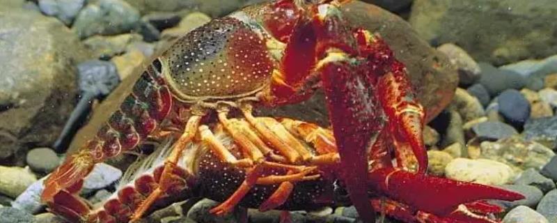 一只小龙虾会自己繁殖吗