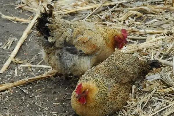 鸡不下蛋怎么办