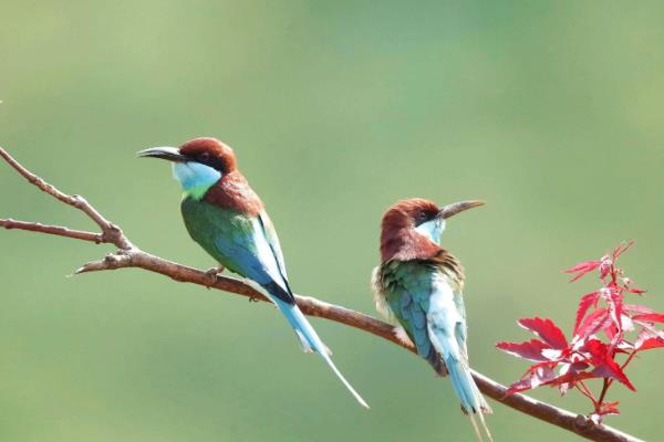 蓝喉蜂虎体长约多少