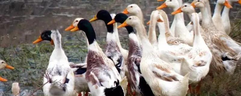 鸭子生软壳蛋要给吃什么药