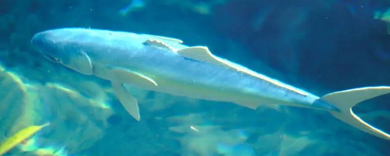 鱼卵繁殖后代有三种方式