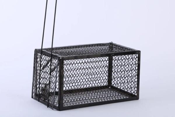 养鸡怎样防止黄鼠狼