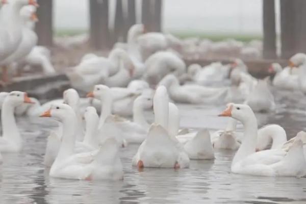 养鸡怎样防止黄鼠狼