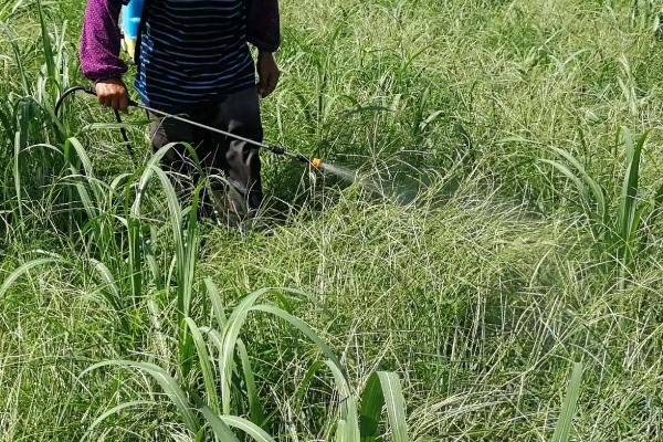 啶虫咪都杀什么虫