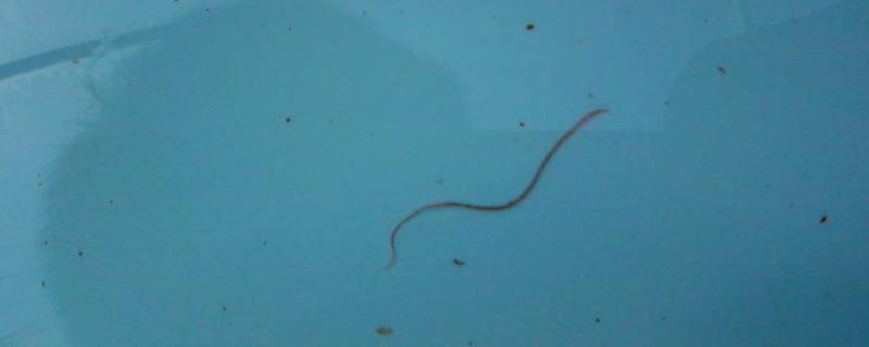 鱼塘有红虫用什么东西杀