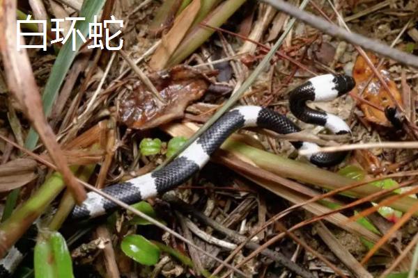银环蛇和白环蛇区别