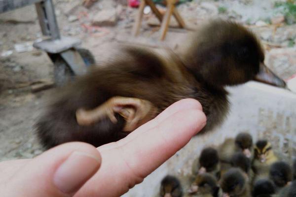 小鸭子突然站不起来头歪