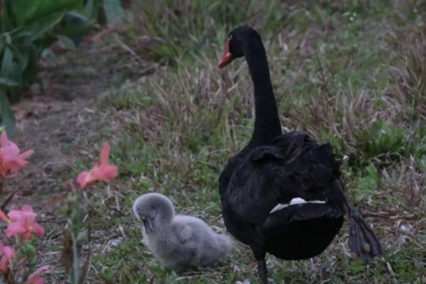 鹅睡觉为什么一只脚站着