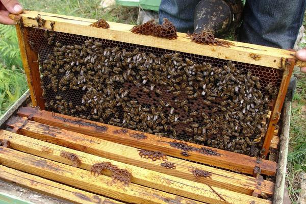 蜜蜂分蜂旁边有蜂箱会进箱吗