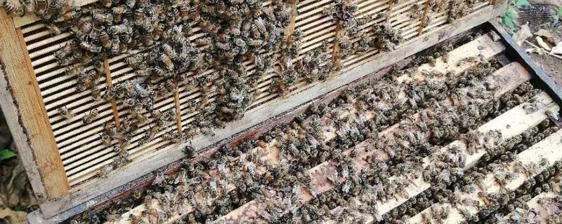 蜜蜂分蜂旁边有蜂箱会进箱吗