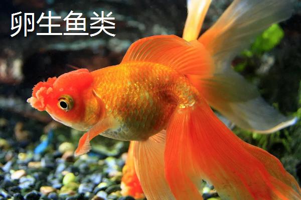 鱼通过什么的方式来繁殖后代