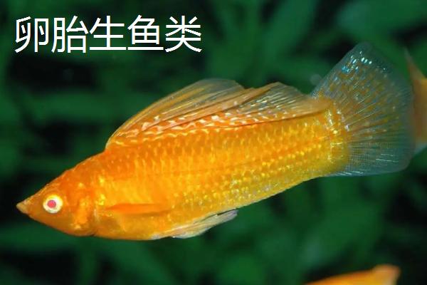 鱼通过什么的方式来繁殖后代