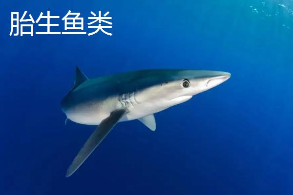 鱼通过什么的方式来繁殖后代