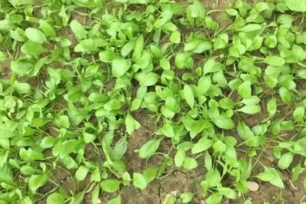 种菠菜的方法和步骤