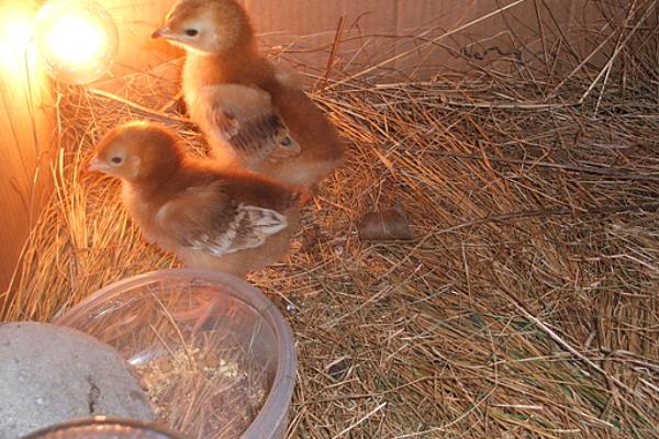 街上买的小鸡一般能活几天