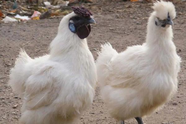 乌鸡是什么颜色