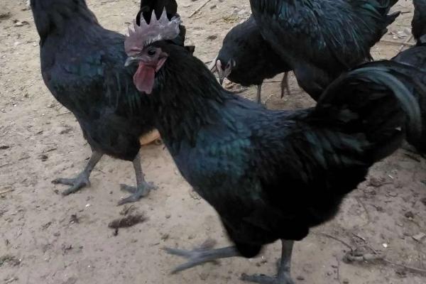 乌鸡是什么颜色