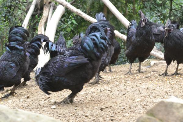 乌鸡是什么颜色