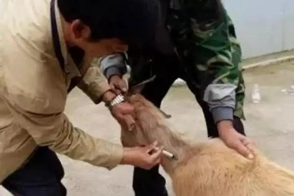 给羊打针的正确部位，用几号针头合适