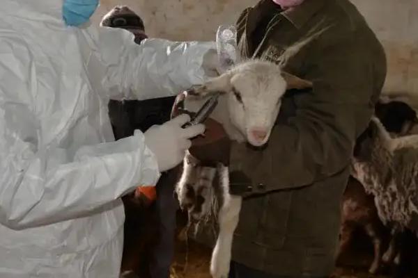 给羊打针的正确部位，用几号针头合适