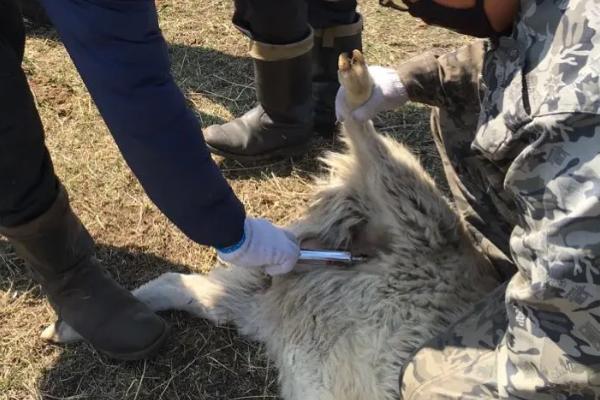给羊打针的正确部位，用几号针头合适