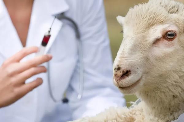 给羊打针的正确部位，用几号针头合适