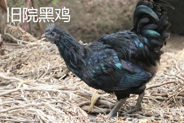 黑色的鸡是什么鸡