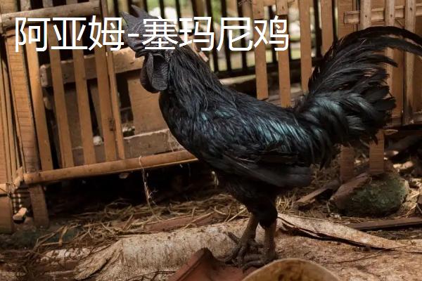 黑色的鸡是什么鸡
