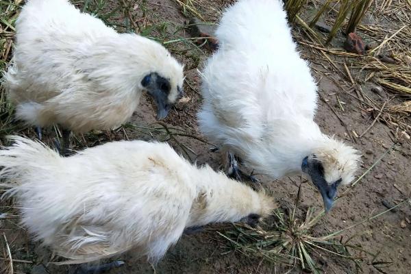 乌鸡是什么颜色