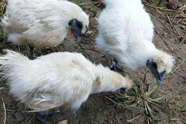 黑脚鸡是什么品种