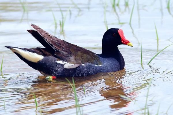 野生红冠水鸡是几级保护动物