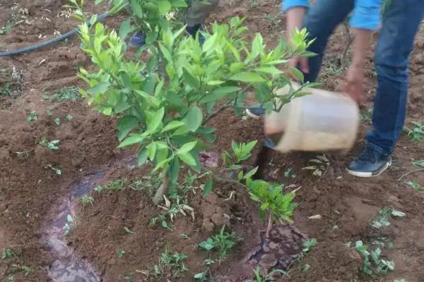 1至2年柑橘树用什么肥料