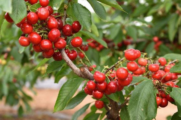 汶川车厘子上市时间
