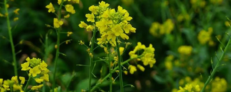 油菜田除草用什么除草剂