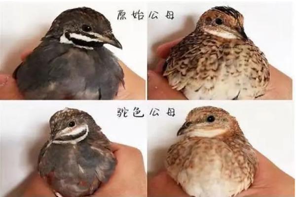 芦丁鸡公母怎么区分，附养殖方法