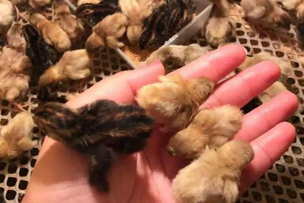 芦丁鸡是什么鸡