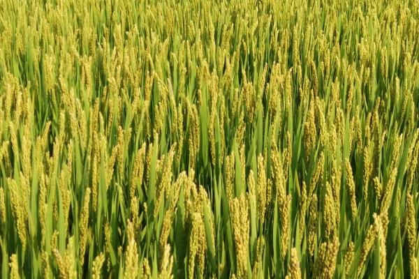 籼稻适宜的种植海拔上限是多少,籼稻和粳稻的区别