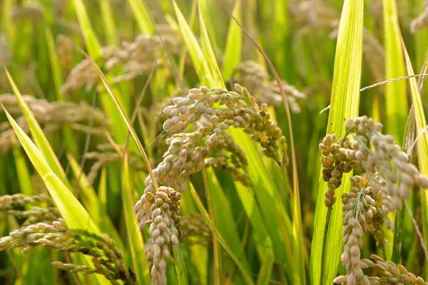 籼稻适宜的种植海拔上限是多少,籼稻和粳稻的区别