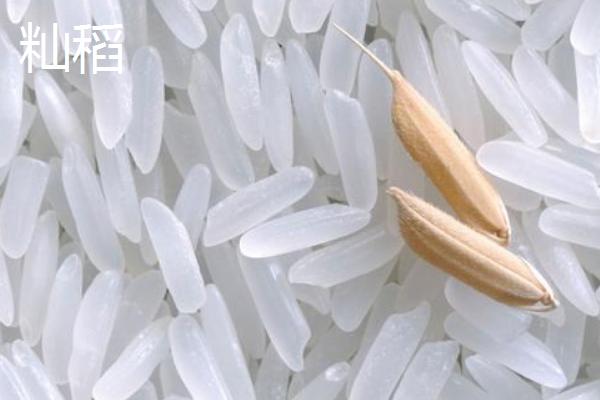 籼稻适宜的种植海拔上限是多少,籼稻和粳稻的区别