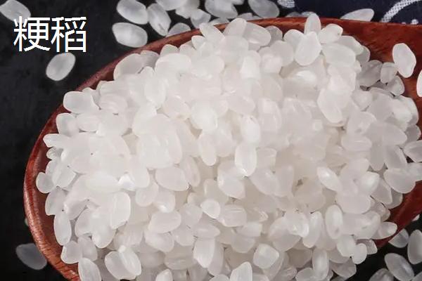 籼稻适宜的种植海拔上限是多少,籼稻和粳稻的区别