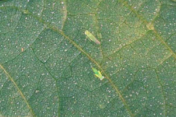 高氯马杀虫剂杀什么虫