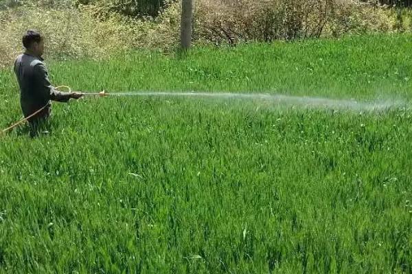 防治小麦赤霉病农药最佳配方，是什么原因导致的