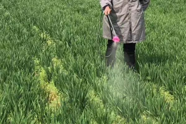 防治小麦赤霉病农药最佳配方，是什么原因导致的