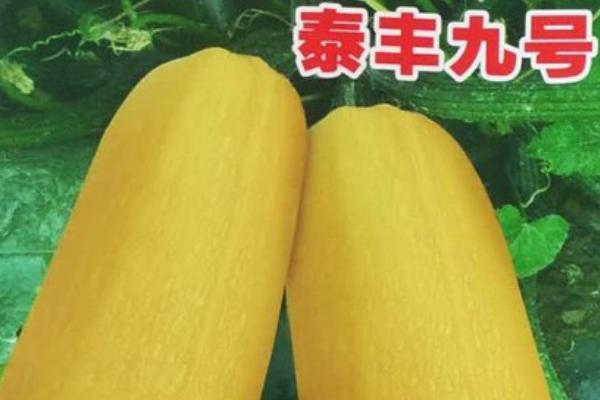 打籽西葫芦高产新品种，打籽西葫芦几月份成熟